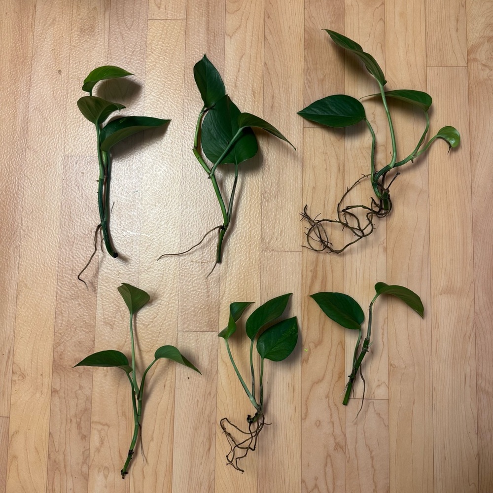 6 Rooted Pothos Cuttings